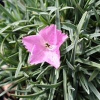 Dianthus freynii